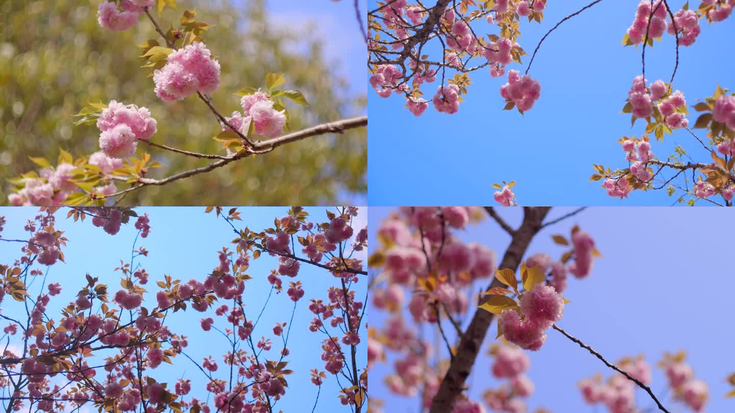 晚樱 樱花 蓝天樱花4K