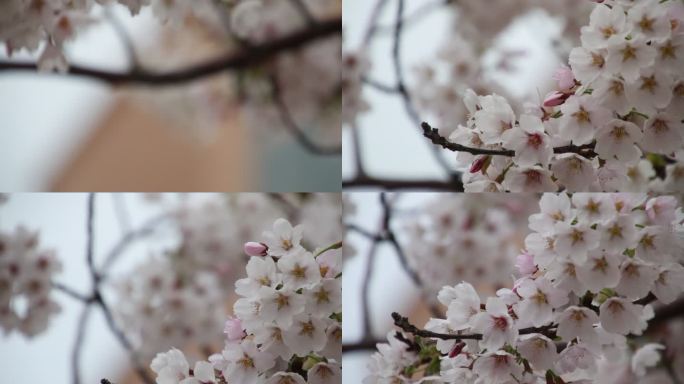 山东威海高区恒瑞街盛开的早樱花