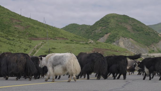 青海公路上过马路的牦牛群