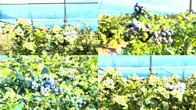 蓝莓成串密集丰收画面