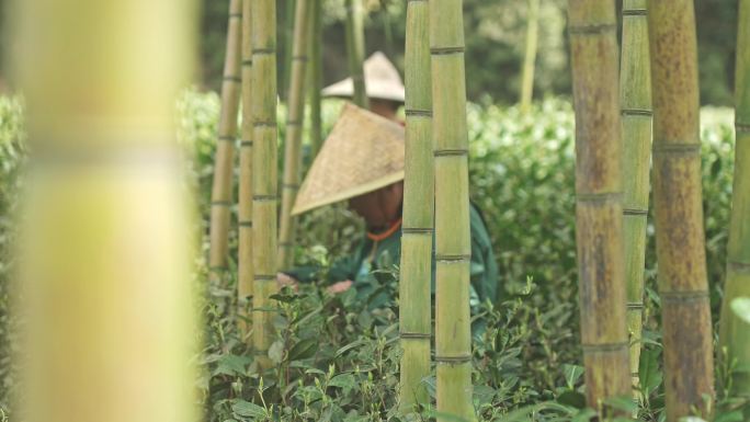 茶农在竹林里的茶树上采摘新鲜茶叶用来制茶