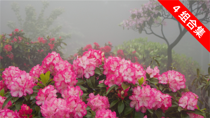 杜鹃风雨绽芳华，游客踏青赏花，古装留影