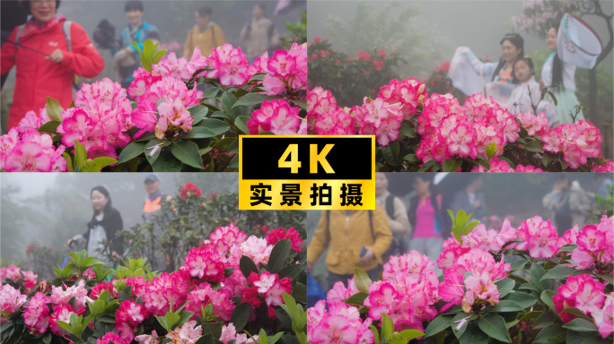 杜鹃风雨绽芳华，游客踏青赏花，古装留影