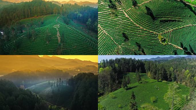 航拍云雾云海茶山高山茶绿茶采茶工人采茶