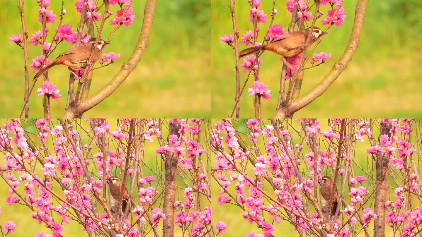 花鸟视频，桃花盛开，花丛中的土画眉