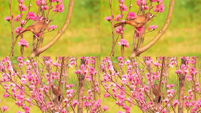 花鸟视频，桃花盛开，花丛中的土画眉