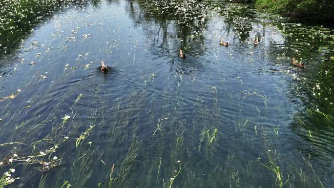 春天阳光下桂林小河里盛开的海菜花和鸭子