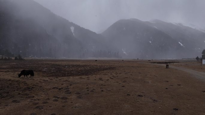 西藏草原飘雪航拍视频