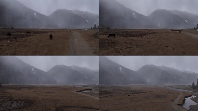 西藏草原飘雪航拍视频