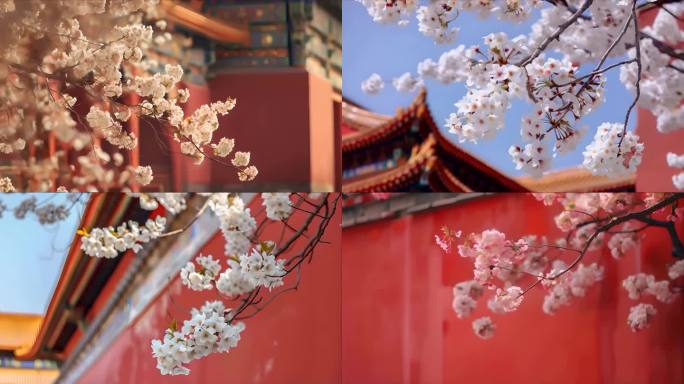 故宫紫禁城唯美大气樱花桃花在春天盛开飘落