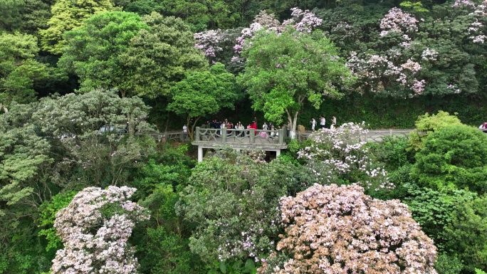 山上的杜鹃花