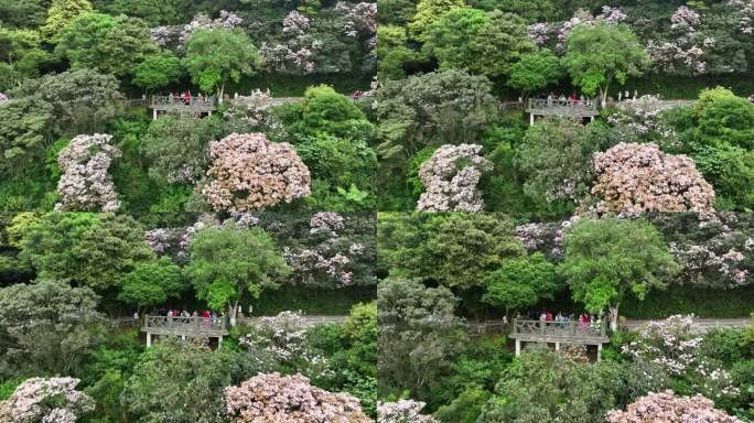 山上的杜鹃花