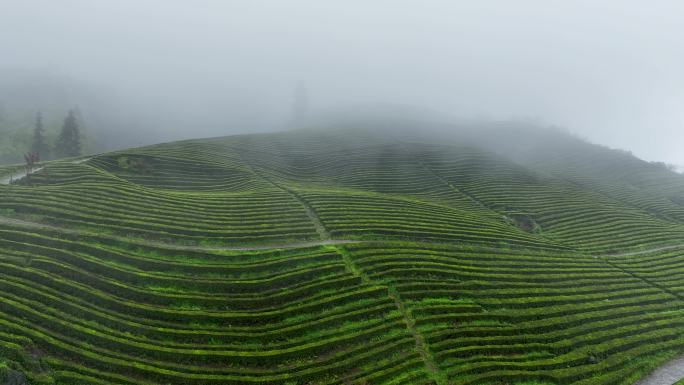 航拍茶园云海仙境茶山基地大好河山