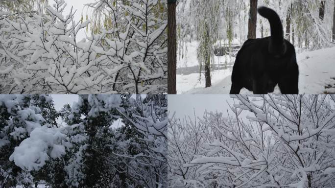 大雪过后遛狗