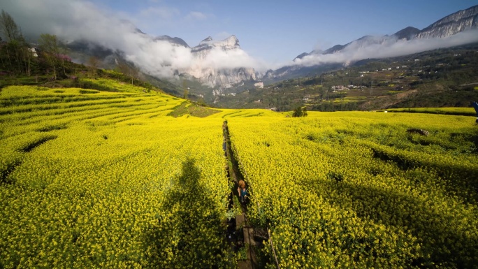 武陵山区油菜花海农耕场景