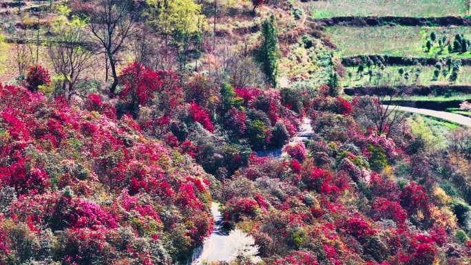 4K航拍贵州毕节百里盛开杜鹃花自然风景