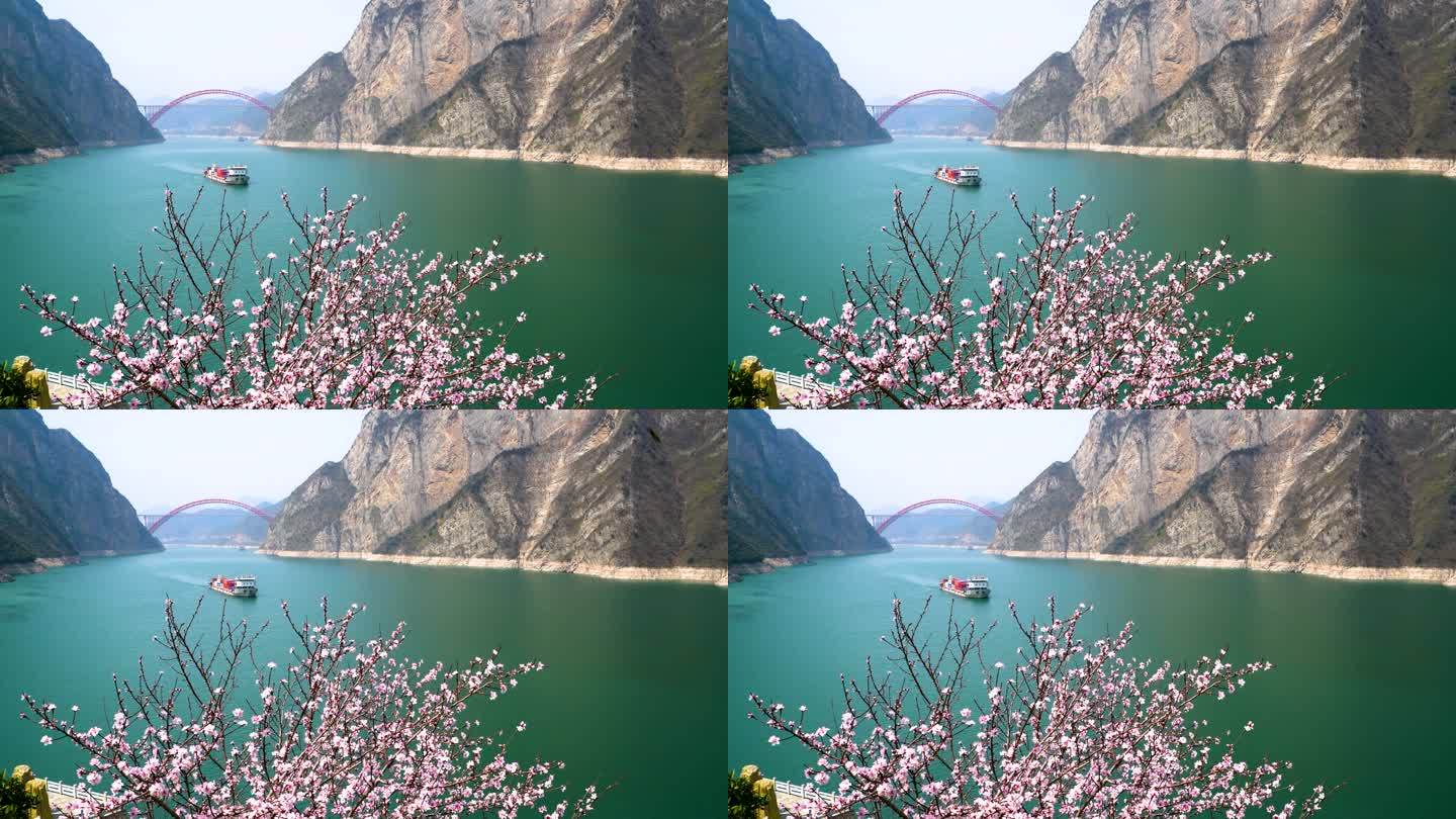 船舶行驶在桃花盛开的长江三峡西陵峡