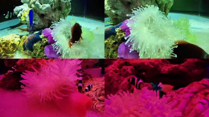 实景 海洋共生 小丑鱼 海葵 海底世界