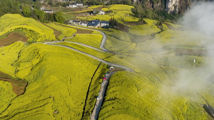 山区油菜花海4K