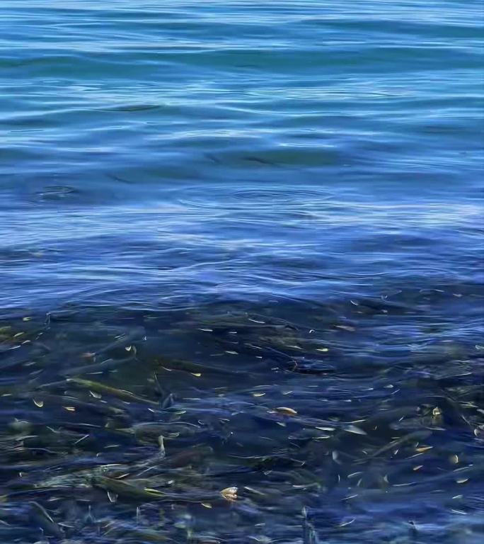 青海湖湟鱼洄游