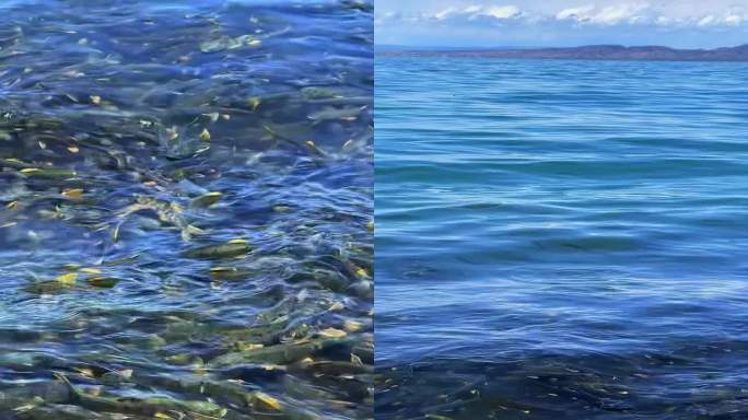青海湖湟鱼洄游