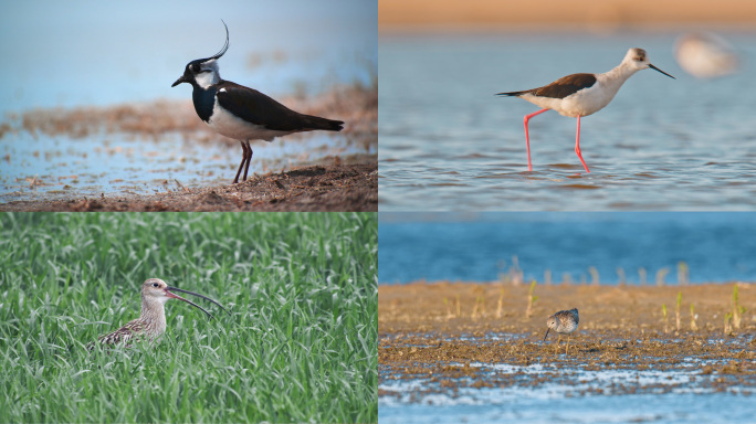 湿地野生鸟类鸻形目候鸟海鸥长脚鹬