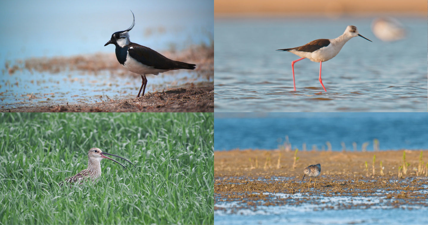 湿地野生鸟类鸻形目候鸟海鸥长脚鹬