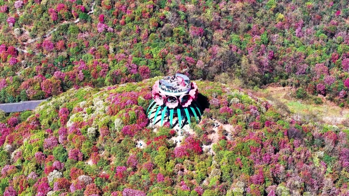 4K航拍贵州黔西南最美的杜鹃花盛开风景