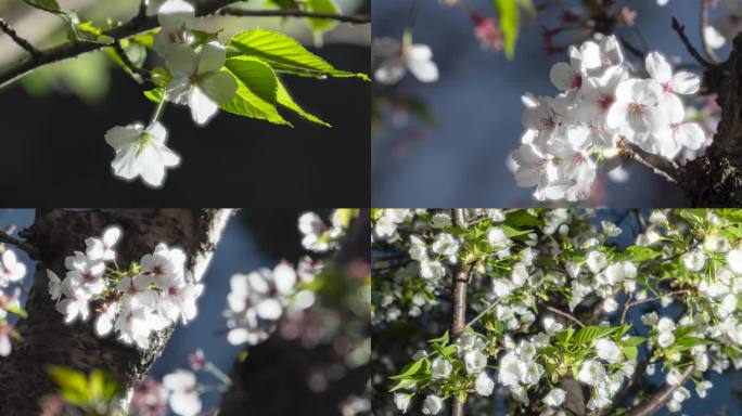 春天春暖花开樱花照片图片快闪
