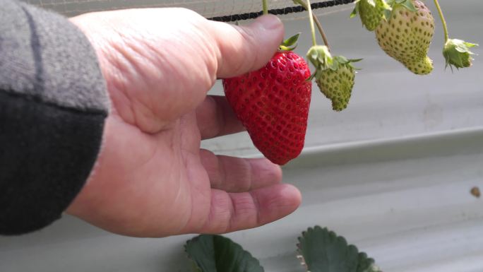 采摘草莓高速特写镜头