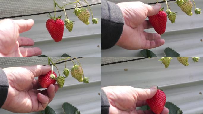 采摘草莓高速特写镜头