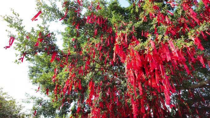 寺庙中的许愿树挂满红色福条