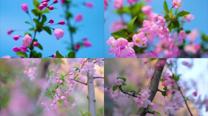 春天花朵樱花绽放过程植物延时视频素材4