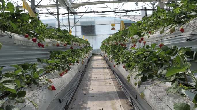 现代化塑料大棚进行科学的草莓栽培