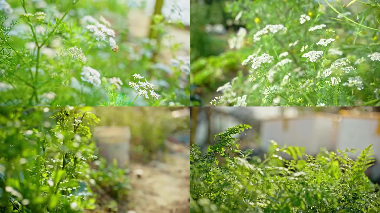 春天植物阳光早晨逆光树荫光影树叶踏青树叶