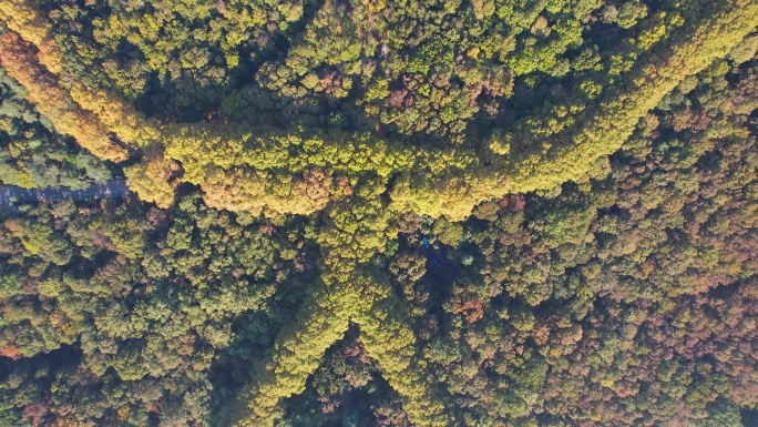 南京美龄宫钟山景区自然风光历史风景航拍