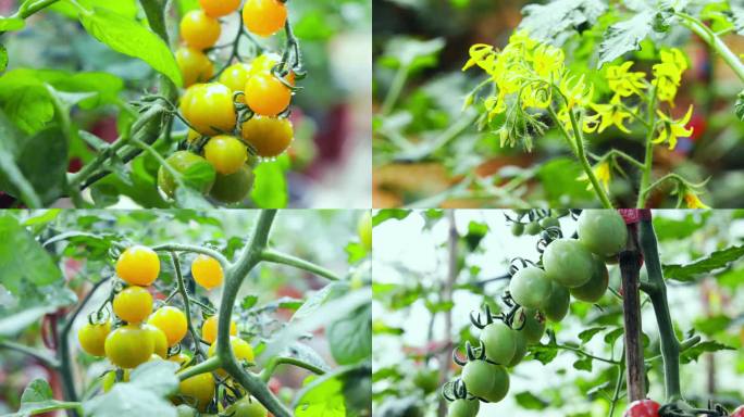 大棚西红柿种植 圣女果