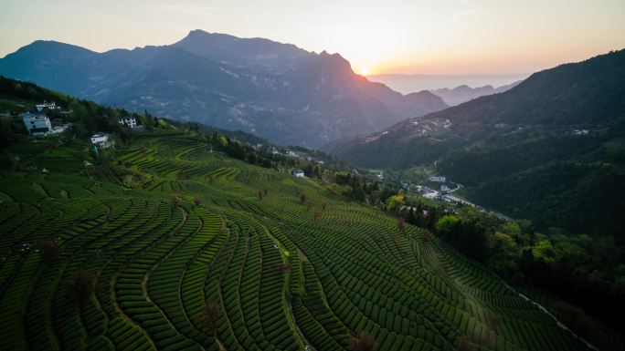 山区茶园采茶茶叶绿茶红茶茶山