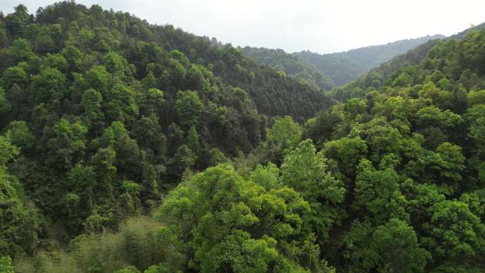 绿水青山  茂密丛林  山谷飞行