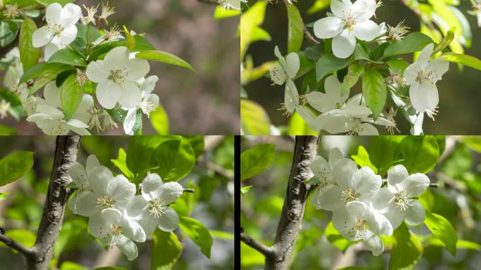 白色海棠花花朵摄影照片快闪
