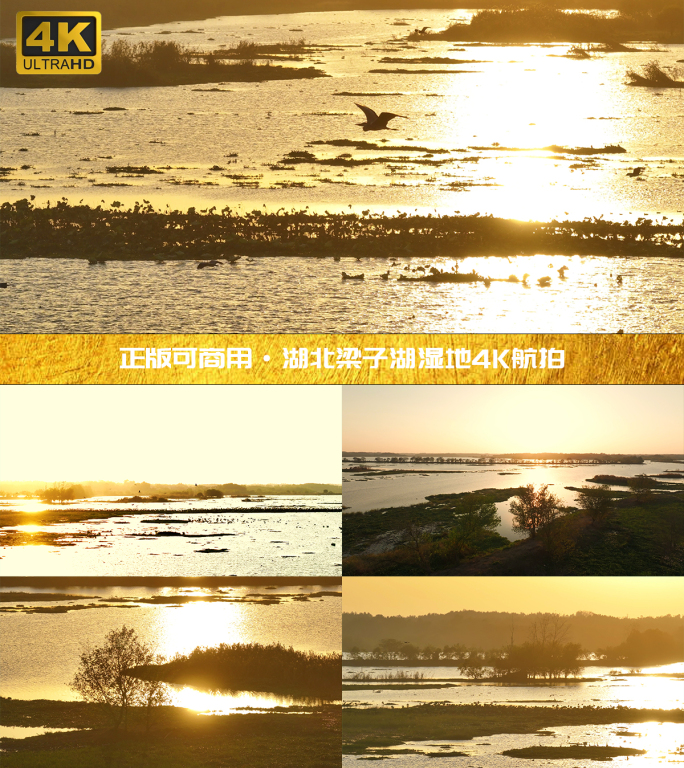 湖北梁子湖湿地金色日落鸟群齐飞4K航拍