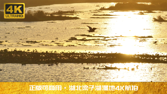 湖北梁子湖湿地金色日落鸟群齐飞4K航拍