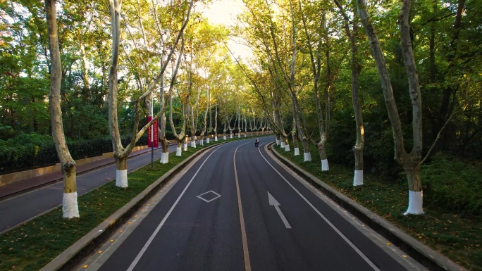 南京梧桐大道晨光钟山景区陵园路中山陵风景