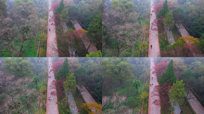 南京红叶秋景明孝陵神道石像路日出晨雾航拍