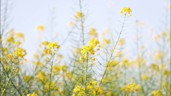 油菜花花海田园仰拍天空春天