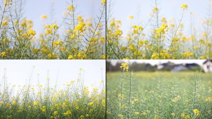 油菜花花海田园仰拍天空春天