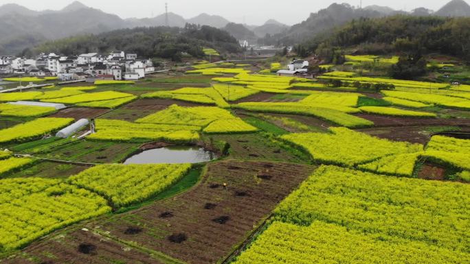 皖南绩溪县仁里村的油菜花航拍