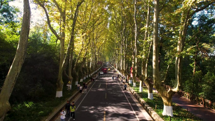 南京梧桐大道晨光钟山景区陵园路中山陵风景