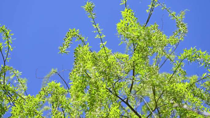 春天春风吹动绿色发芽的垂柳树枝随风摆动