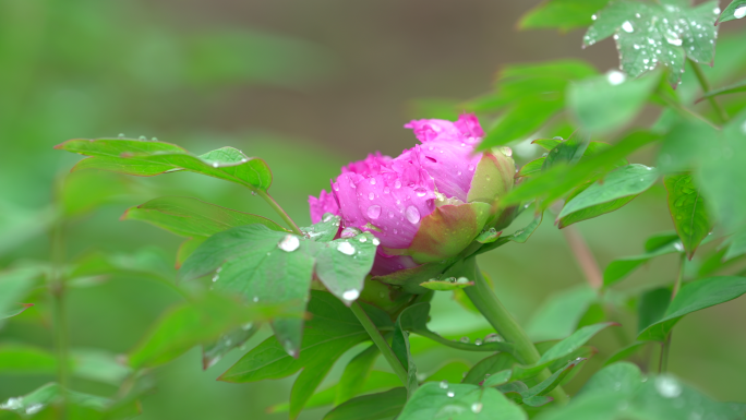 雨天下雨盛开的牡丹花